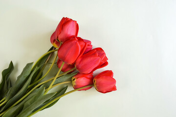 Fresh red tulips on light green background. Top view. Close-up. Copy space. Selective focus.
