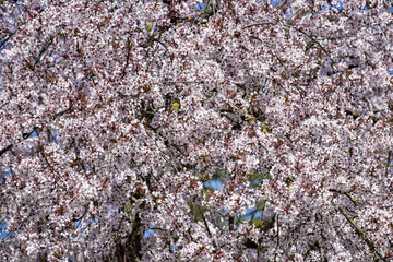 Branches of cherry blossoms in garden in springtime. Blooming Cherry Blossoms. Early Spring. Close-up. Selective focus.