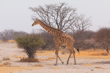 Obraz premium Giraffe in th Etosha National Park in Namibia.