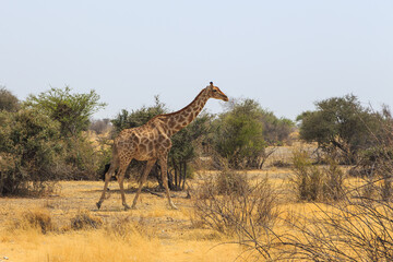 Giraffe in th Etosha National Park in Namibia.