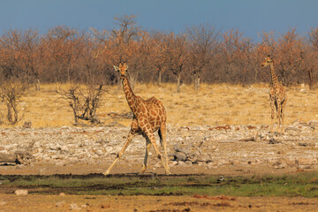 Giraffe in th Etosha National Park in Namibia.