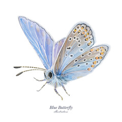 Large blue butterfly. Hand drawn illustration. 
