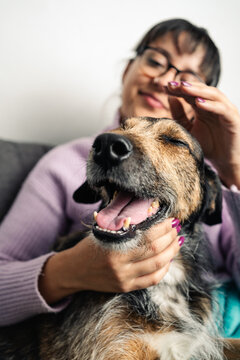 Cute dog being pet by Latin woman at home interior. Close up, selective focus image