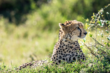 Cheetah, Acinonyx Jubatus, with resting in Masai Mara, Kenya