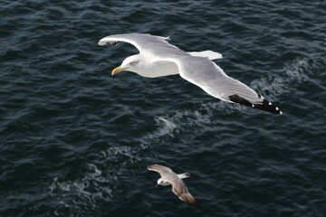 seagull flying in the sea