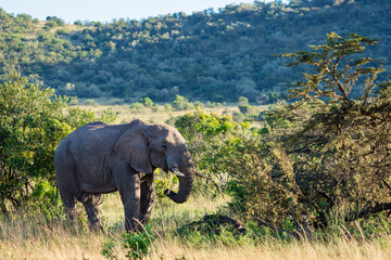 Elephant in Masai Mara National Reserve, Kenya