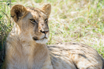 Lioness resting behind a bush in Masai Mara, Kenya