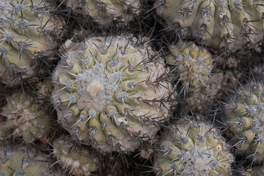 Detalle cactus