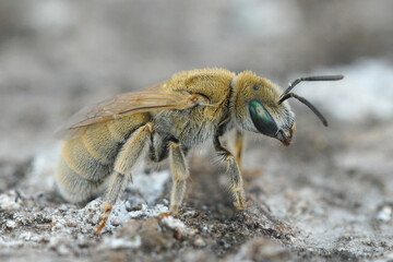 Closeup of a female of the Mealy Metallic-Furrow Bee, Vestitohalictus pollinosus from the Gard, France