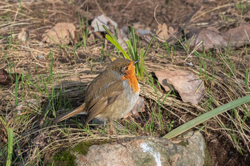 European Robin living along a river