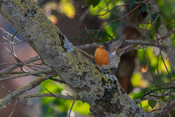 European Robin living along a river