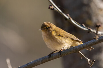 Western Bonelli's Warbler along a river
