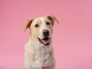 portrait of a beautiful dog pink background. Mix of breeds. Sweet Pet in the studio