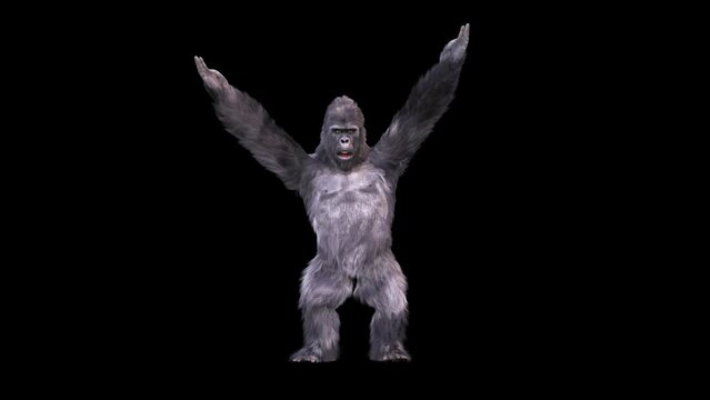 Alpha Matte Gorilla Dances Ymca Dance Realistic Fur 3D Animations Rendering CGI 4K