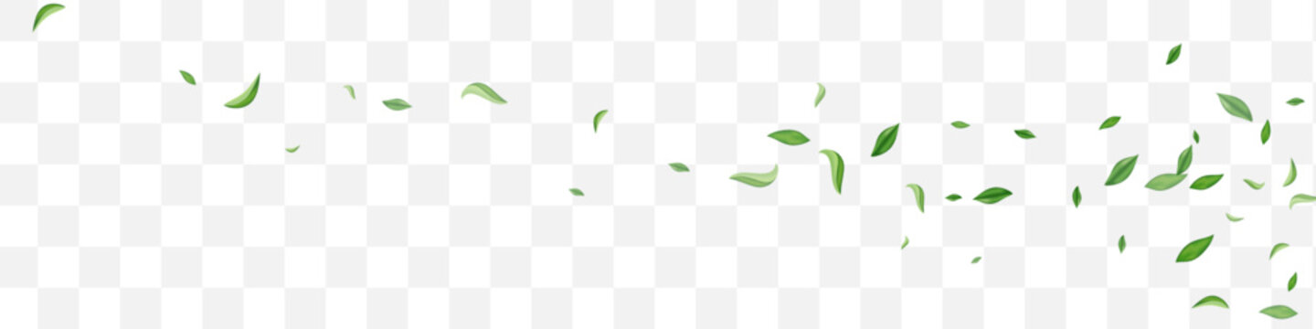Lime Leaves Motion Vector Transparent Panoramic