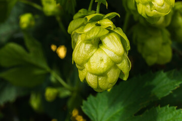 Farming and agriculture concept. Green fresh ripe organic hop cones for making beer and bread,...