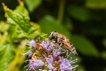 Honey bee covered with yellow pollen drink nectar, pollinating flower. Inspirational natural floral spring or summer blooming garden background. Life of insects. Extreme macro close up selective focus