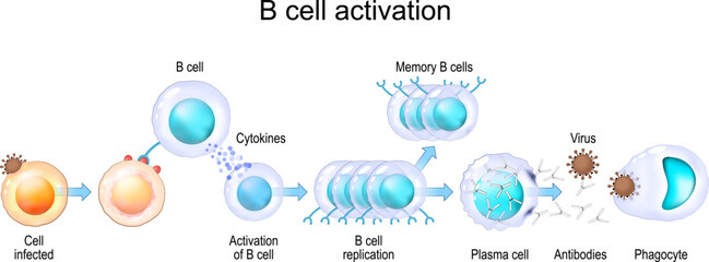 Activation of B cell leukocytes. transparent realistic cells