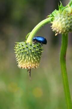 fiore con insetto