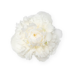 White peony flower isolated on white background.