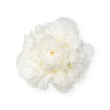 Fototapeta White peony flower isolated on white background.