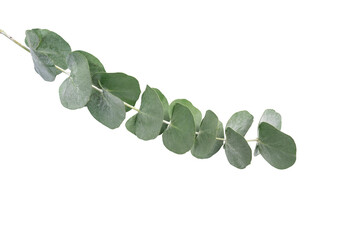 Wreath frame made of branches eucalyptus and leaves isolated on white background.