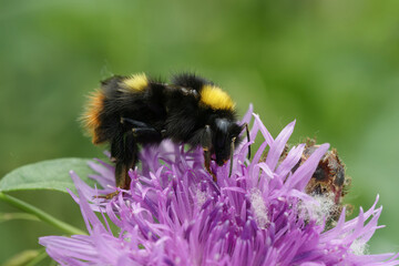 Closeup on the Early nesting Bumble-bee, Bombus pratorum, on a purple Centaurea jacea in the garden