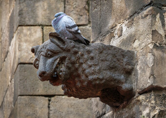 Gargoyle image close-up, demonic creature in the Middle Ages of Western Europe, decor element in gothic architecture. Medieval decoration on the wall of the Cathedral of Barcelona, Gothic quarter. - 562816423