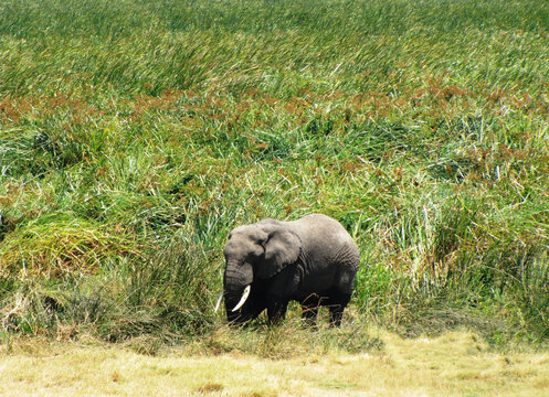 Elefante africano.