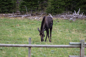 moose eating with baby in a montana mountain meadow