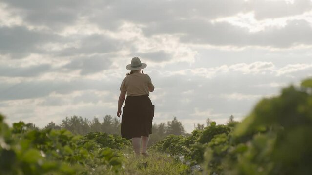 Farmer in hat walks along grass furrow on green strawberry plantation in sunlight, view from back. Overweight woman agronomist tends to berry farm, controls growth of organic fruits, slow motion.