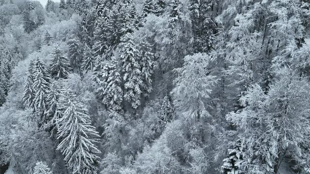 Smooth drone flight over snow covered fir trees in winter. Cold season.
