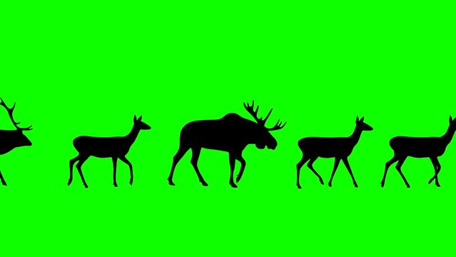 Walking moose and deers, animation on the green background