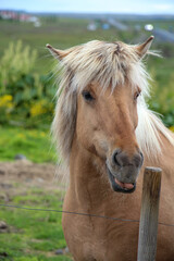 horse on a farm