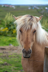 horse on a farm