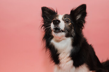 Śmieszny pies łapie smakołyka w locie na różowym tle w studio - obrazy, fototapety, plakaty