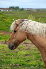 horse in the field