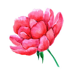 Watercolor peony isolated on white background.