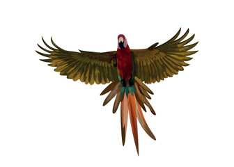 Flying macaw on white background © Jabin