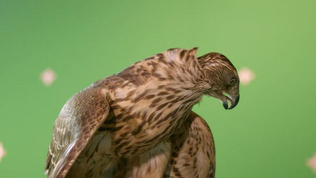 Trapped hawk in tied with locks paws carries small bird mail note to hunter. Falcon sits on fowler hand taking post from tamed wild animal