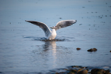 Mouette rieuse pêchant un poisson