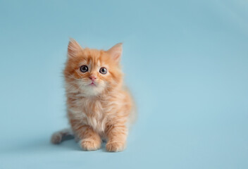 Ginger kitten with white chest. Sweet kitten on a serenity blue background. kitten with copyspace