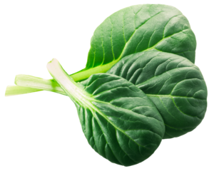 Green Tatsoi leaves (Brassica rapa var. rosularis) isolated png