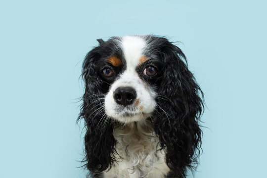 Portrait funny cavalier charles king spaniel making a face. Isolated on blue pastel background