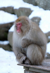 Snow monkey in Nagano prefecture, Japan