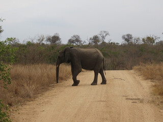 Elefante africano.