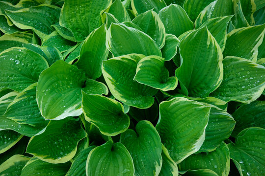 Hosta plant, plantain lily leaves, top view.