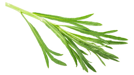 French Tarragon (Artemisia dracunculus) sprig, isolated png