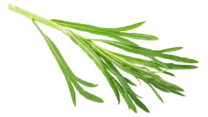 French Tarragon (Artemisia dracunculus) sprig, isolated png