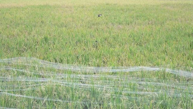 A group of Sparrows flew up and ate rice around the rice paddies.